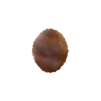 La Creazione - immagine 3